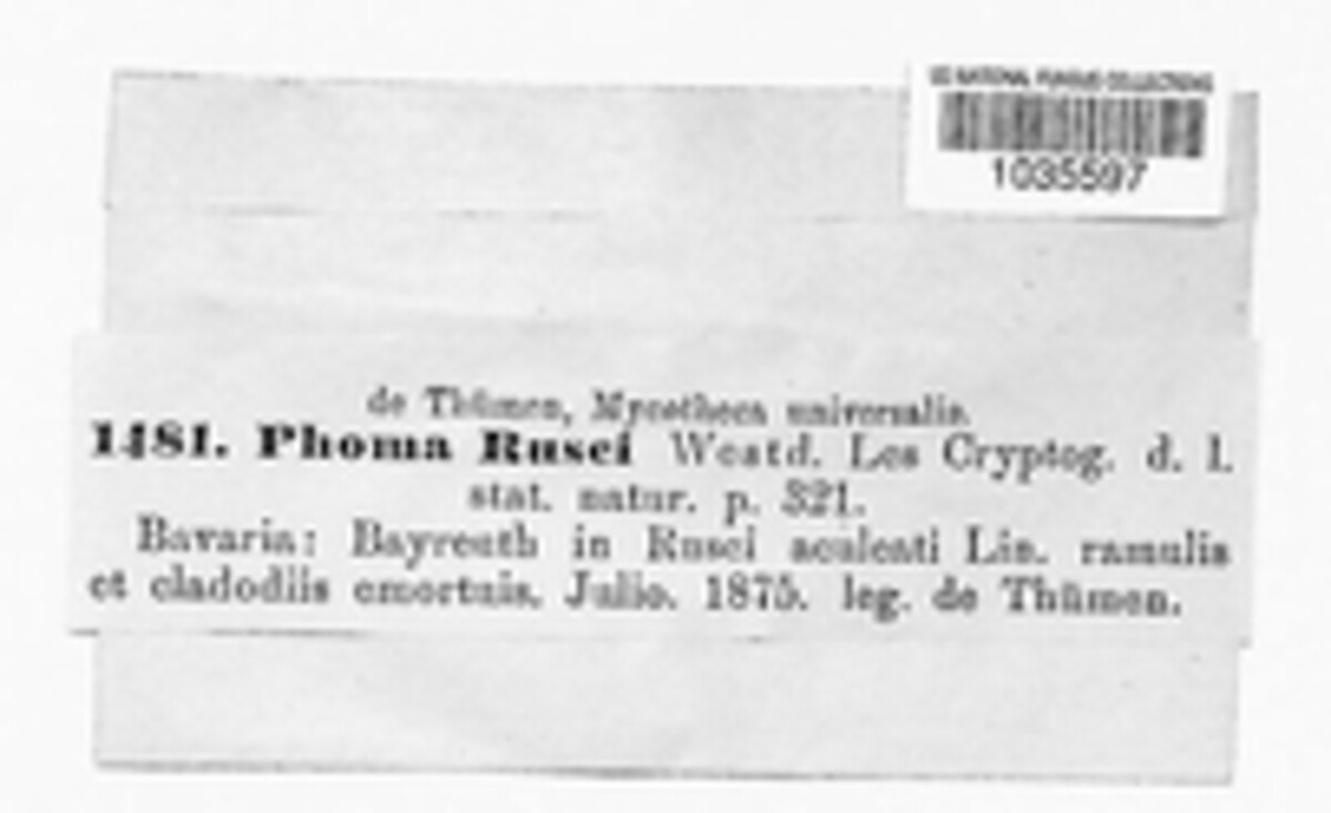 Phomopsis rusci image